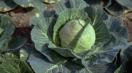 How to Use Cabbage Leaves for Engorgement, Mastitis, and Weaning